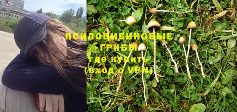 Псилоцибиновые грибы MAGIC MUSHROOMS  мега маркетплейс  Спасск-Рязанский  продажа наркотиков 